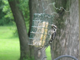 image of Woodpecker at Suet Feeder